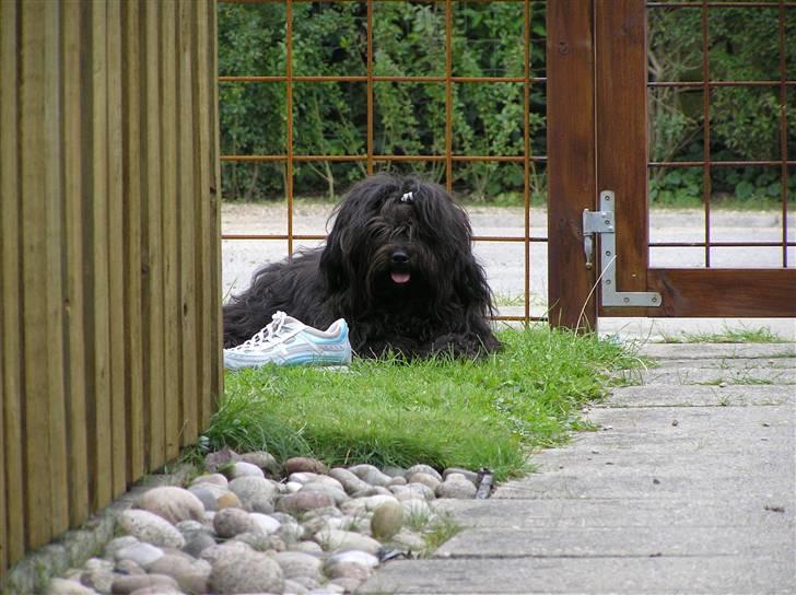 Tibetansk terrier Ruki - Jeg elsker blå sko billede 3