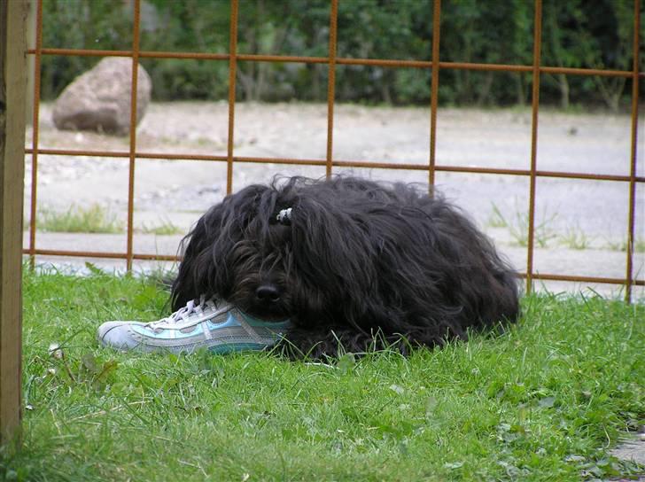 Tibetansk terrier Ruki - Denne blå sko smager allerbedst billede 4