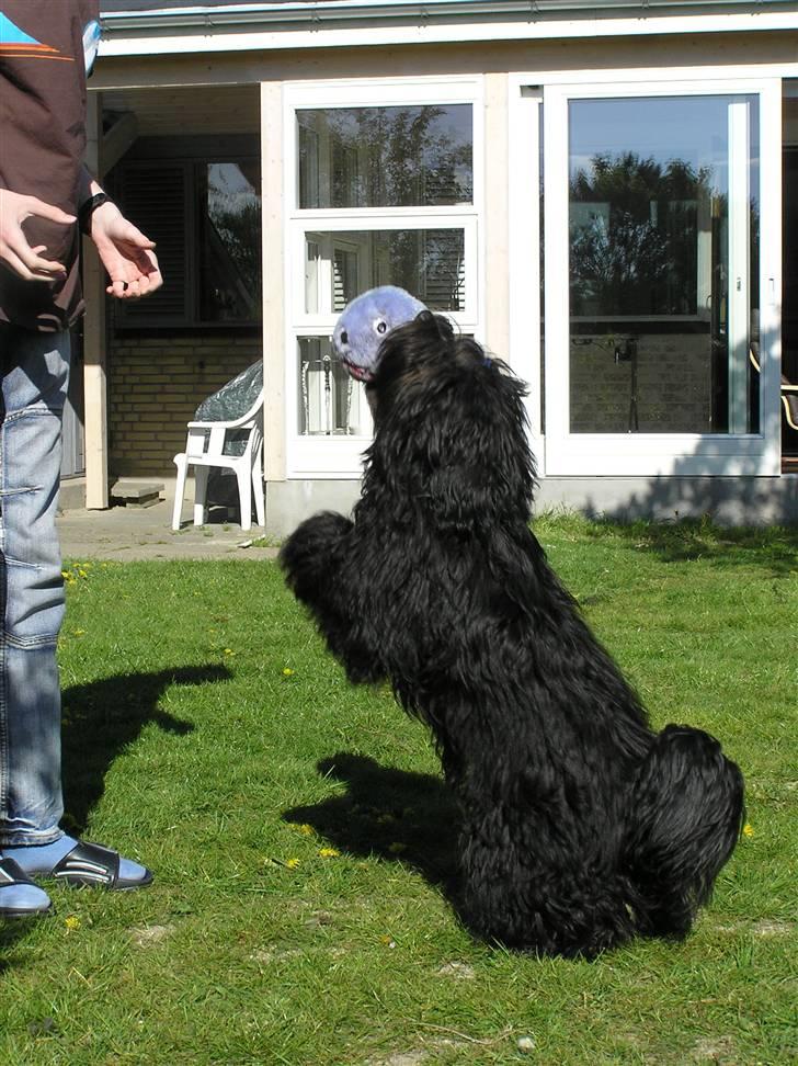 Tibetansk terrier Ruki - Jeg griber hver gang billede 5