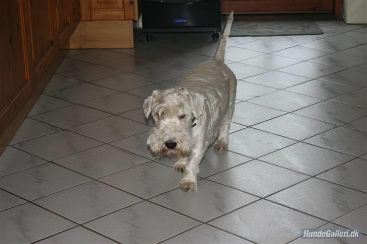 Sealyham terrier Lasse  - Jeg skal nok gå forsigtigt på det nyvaskede gulv billede 2