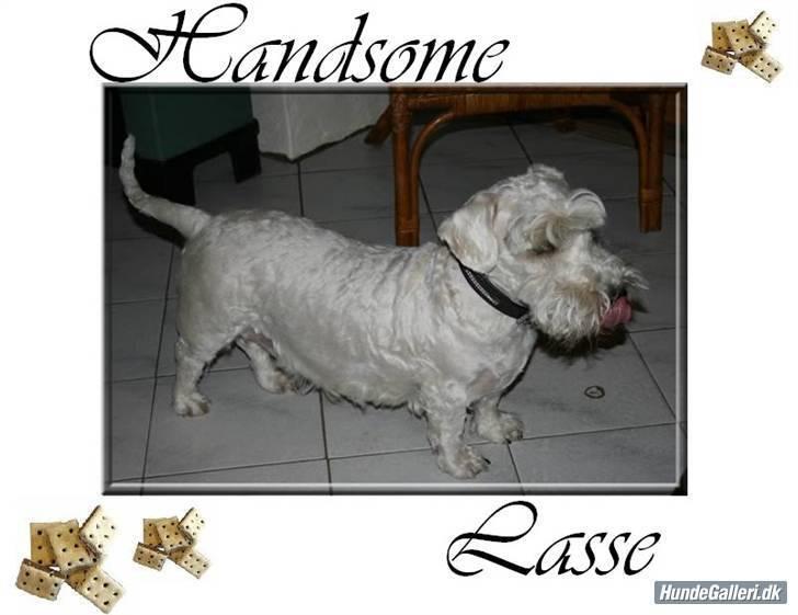 Sealyham terrier Lasse  - Se, jeg er lige blevet klippet, min mor har valgt at jeg ikke skal trimmes nu hvor jeg ikke bliver udstillet mere - det er jeg GLAD for!! billede 3
