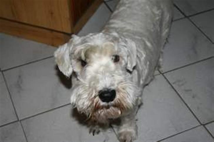 Sealyham terrier Lasse  - Se på mig!! billede 4