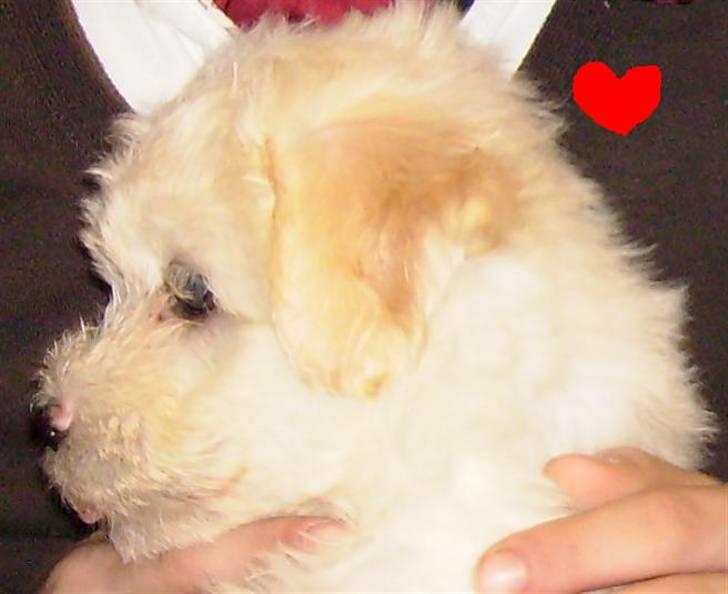 Bichon havanais Nephew - hvad er det der der over ? (: billede 13