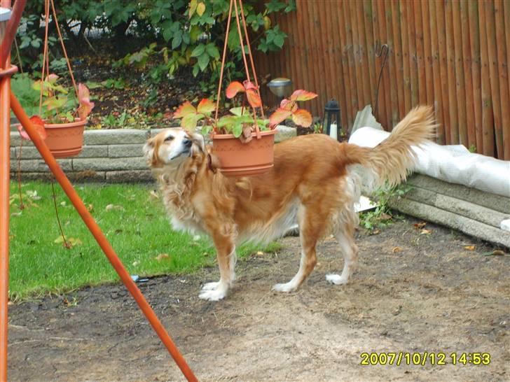 Golden retriever Trunte R.I.P 4/7-08 - Blomsterne er fine.. billede 12