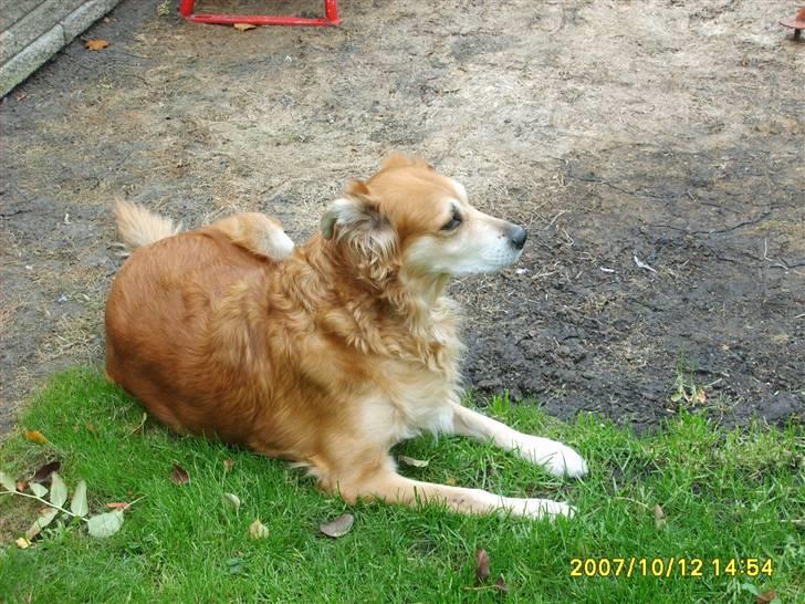 Golden retriever Trunte R.I.P 4/7-08 - Nu gider jeg ikke løbe mere billede 13
