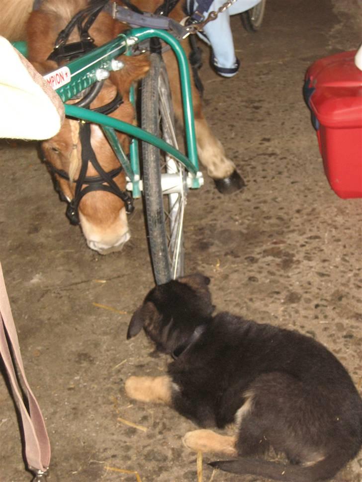 Schæferhund Cimba - lille mig til pony trav hvor de de store de heste.. billede 11