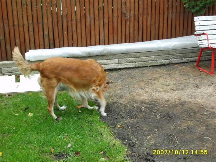 Golden retriever Trunte R.I.P 4/7-08 - Jeg går igen billede 14