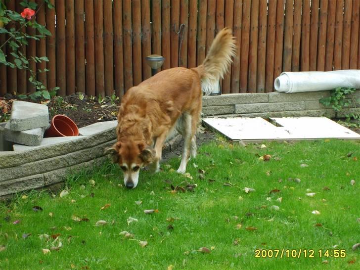 Golden retriever Trunte R.I.P 4/7-08 - Ingen pærer der er faldet ned?? billede 15