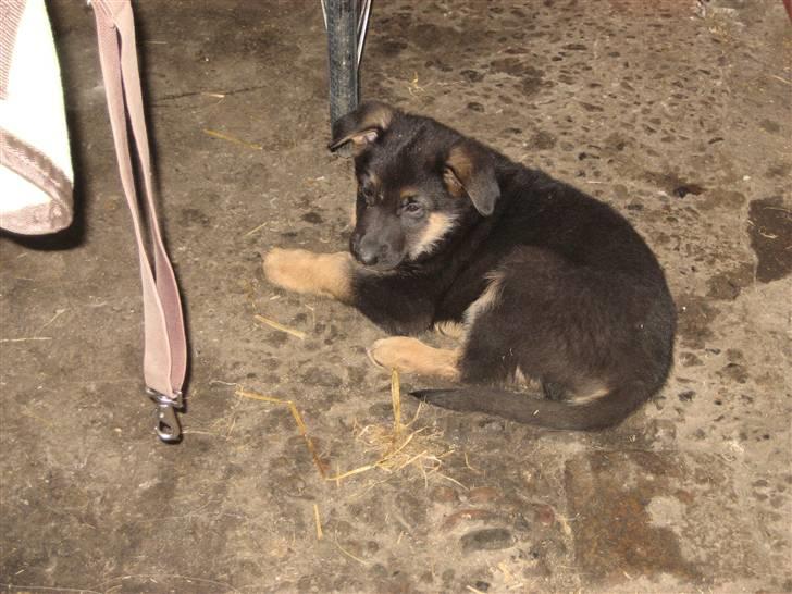 Schæferhund Cimba - skønne mig... billede 12