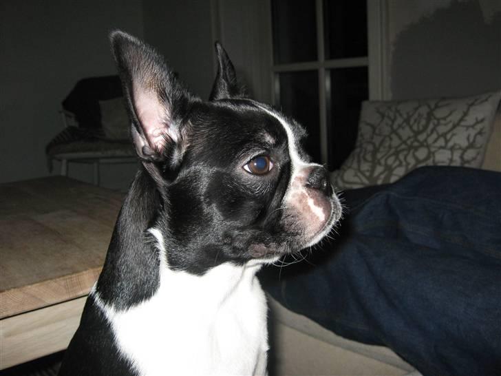Boston terrier Emma Von H.M. - Emma 5 mdr billede 1