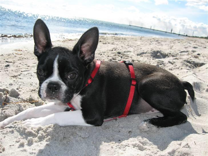 Boston terrier Emma Von H.M. - Emma på stranden billede 2