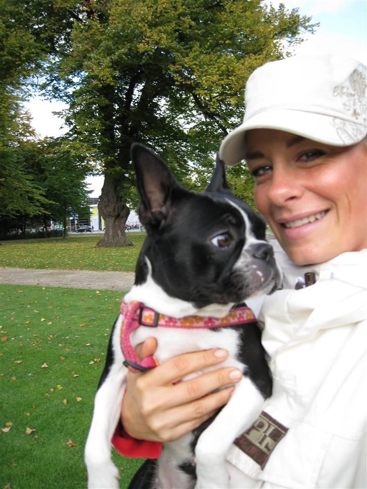 Boston terrier Emma Von H.M. - zzz zzz zz billede 3