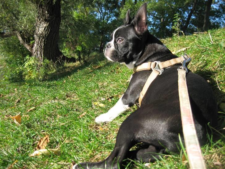 Boston terrier Emma Von H.M. Billeder af hunde Uploaded af julie m