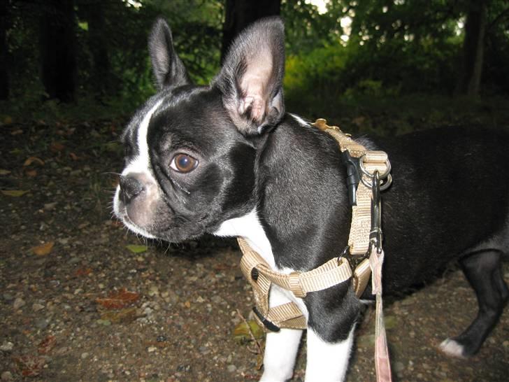 Boston terrier Emma Von H.M. - Emma i Søndermarken  billede 5