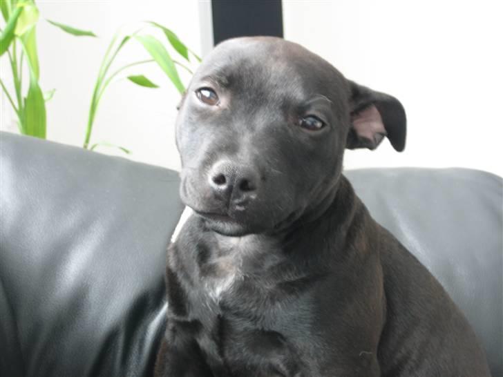 Staffordshire bull terrier Rosa billede 7