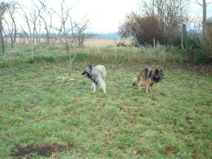 Belgisk hyrdehund assa billede 7