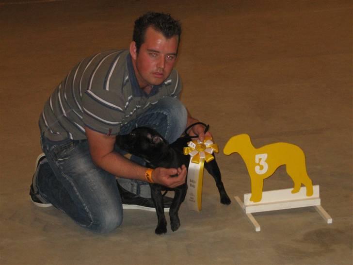 Staffordshire bull terrier Rosa billede 8