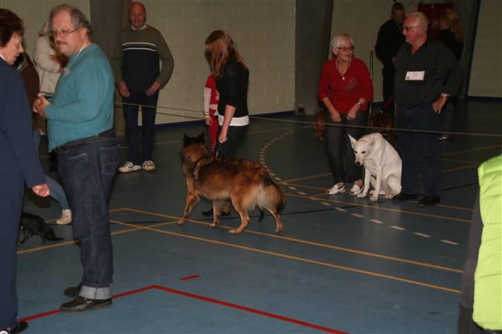 Belgisk hyrdehund assa billede 11