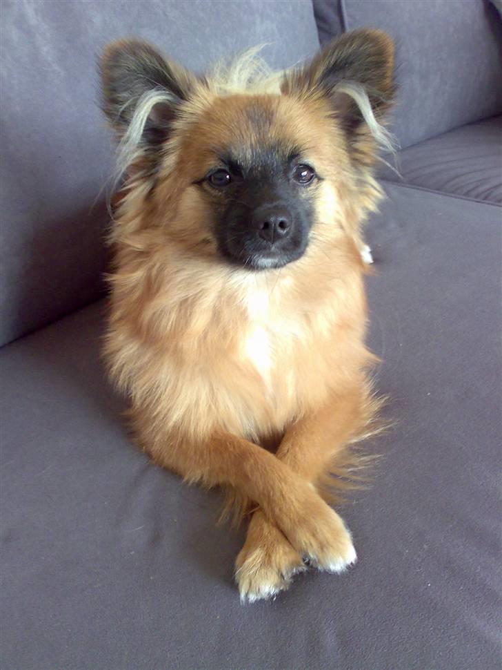 Blanding af racer Gizmo - INGEN AF MINE BILLEDER MÅ GEMMES OG BRUGES PÅ ANDRE NET SIDDER   !!!!!!! ! billede 1