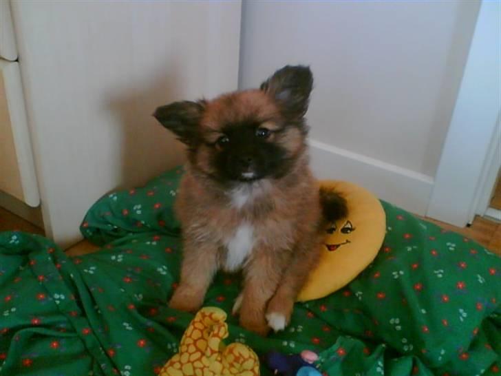 Blanding af racer Gizmo - Gizmo som hel lille. billede 2