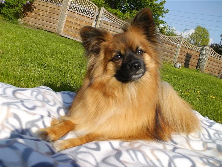 Blanding af racer Gizmo billede 3