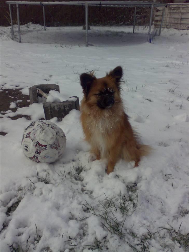 Blanding af racer Gizmo - Gizmo billede 4