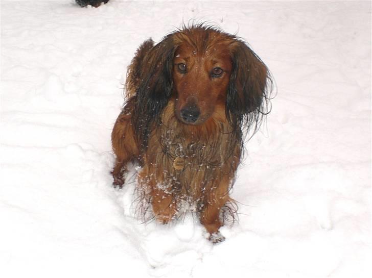 Dværggravhund Oskar billede 4