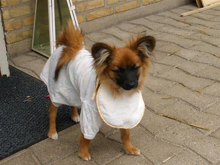 Blanding af racer Gizmo - Gizmo har lige fået tøj på.  billede 5