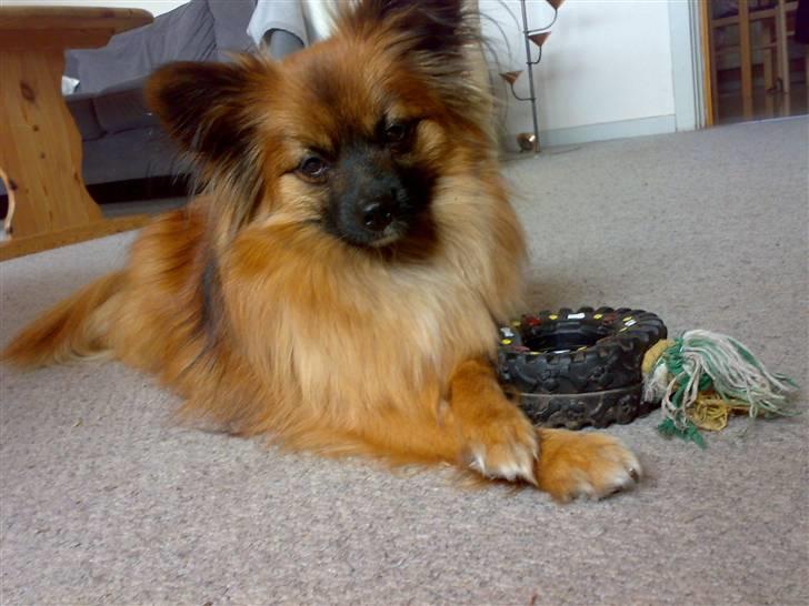 Blanding af racer Gizmo billede 6