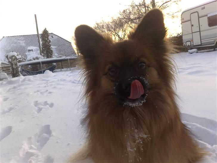 Blanding af racer Gizmo billede 7