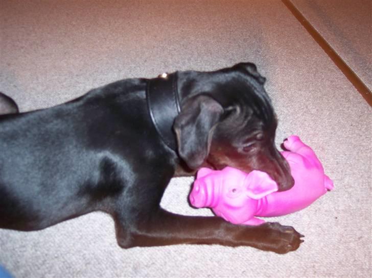 Blanding af racer Nico - MIN gris (13.10.07) billede 18