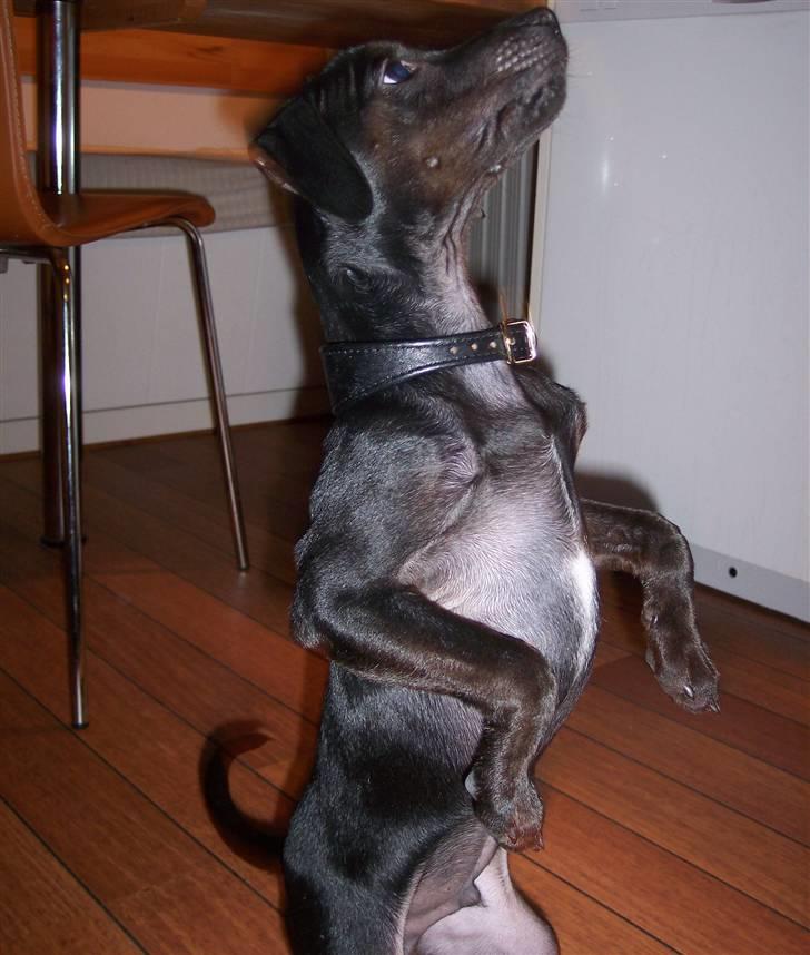 Blanding af racer Nico - Vi træner på "at sidde bamse" (13.10.07) billede 19