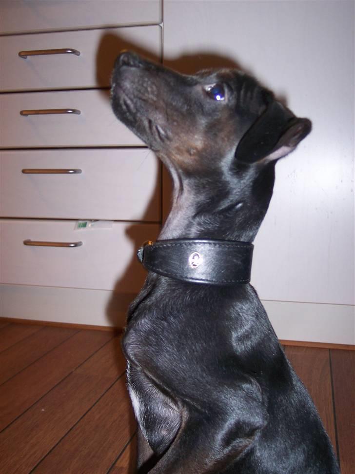 Blanding af racer Nico - "The Killer" (13.10.07) billede 20