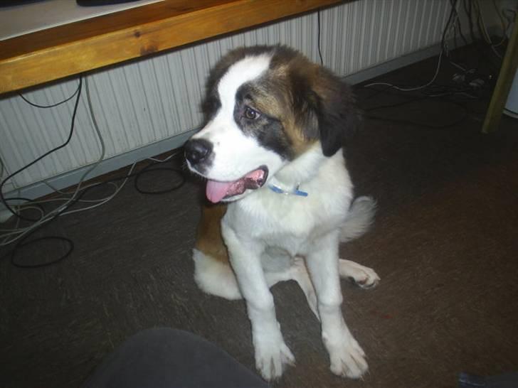Sankt bernhardshund Bamse Død den 10/9-08 billede 9