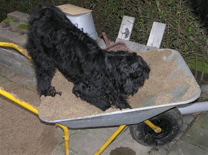 Tibetansk terrier Ruki - Skulle man måske have været en gravhund? billede 10