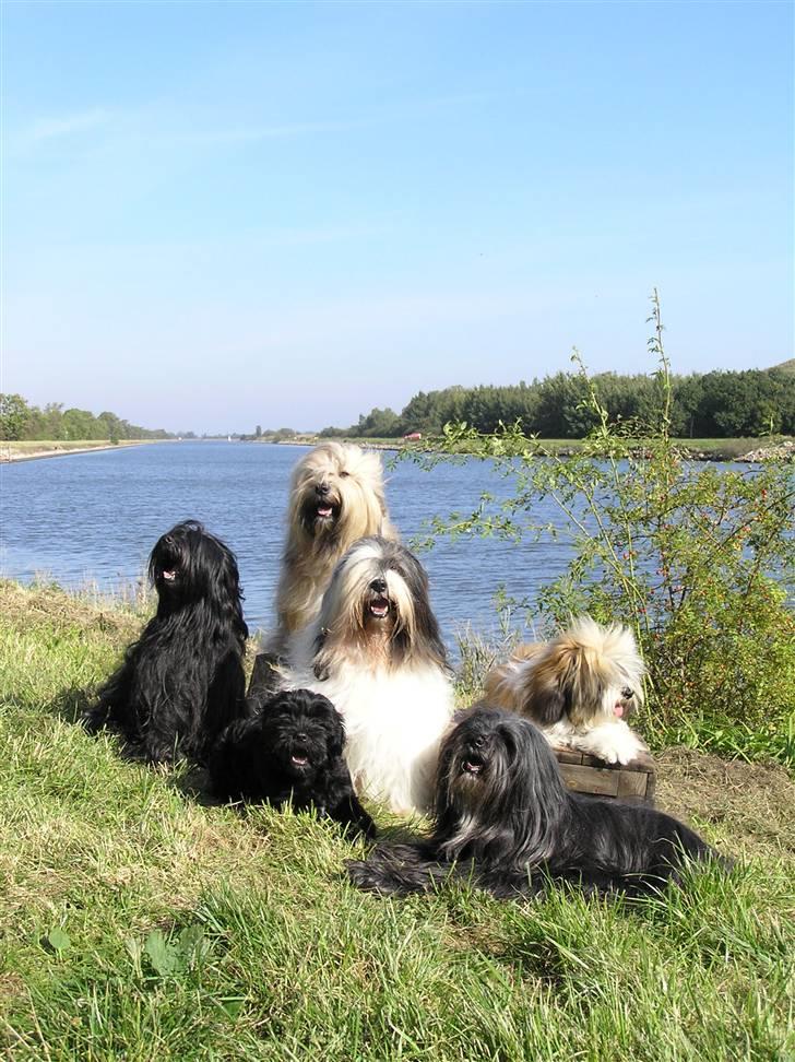 Tibetansk terrier Ruki - Mig og min mor sammen med nogle fjerne slægtninge billede 12