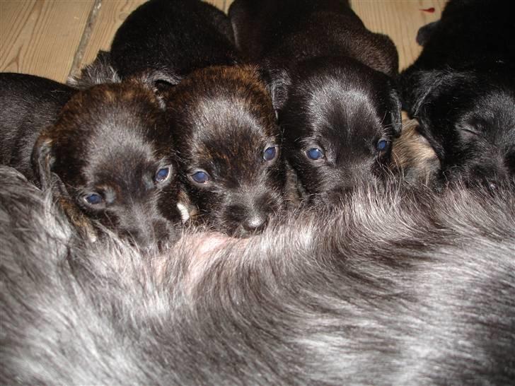 Blanding af racer hysse - det er hysse i midten billede 3