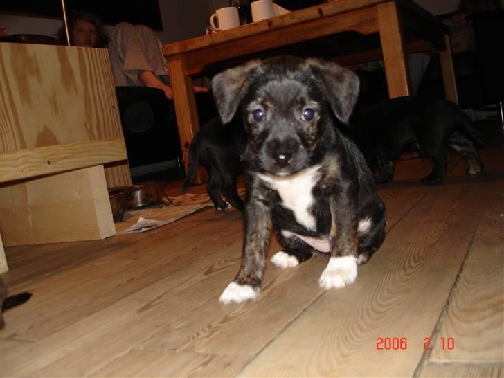 Blanding af racer hysse - hysse som hvalp billede 4