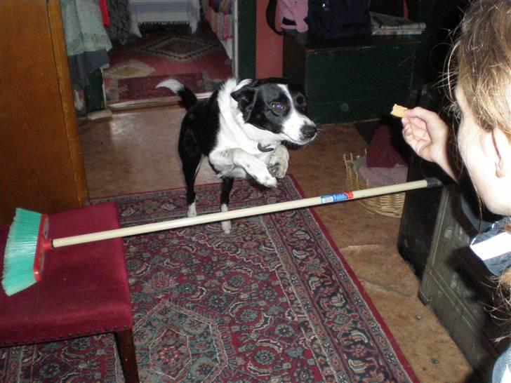 Border collie Myra <33  - Hop hop ! billede 6