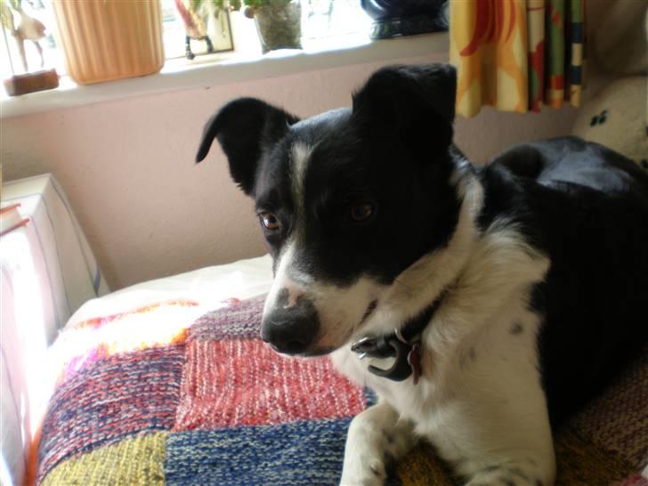Border collie Myra <33  - heey (; billede 7