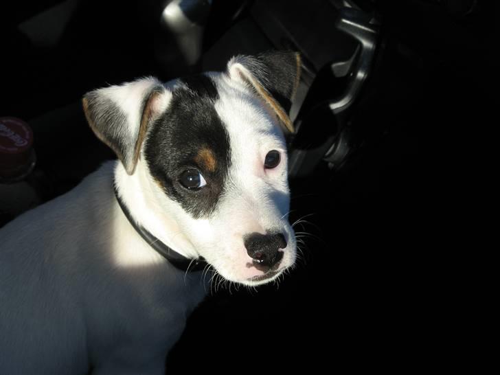 Jack russell terrier Bandit billede 8
