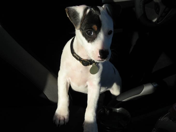Jack russell terrier Bandit billede 9
