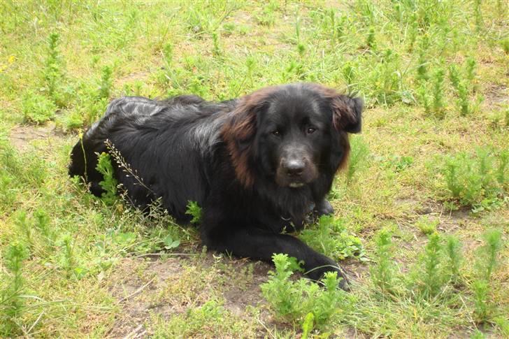 Blanding af racer Milas - Milas ude ved hestene. 2007 billede 5