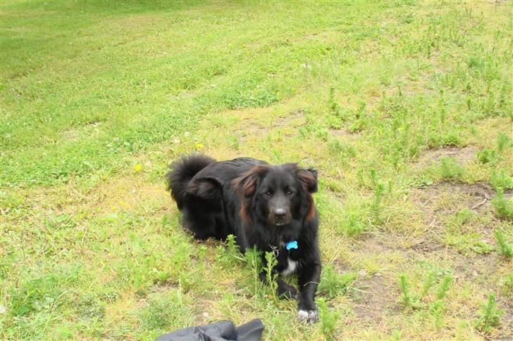 Blanding af racer Milas - Milas ude ved hestene. 2007. billede 4