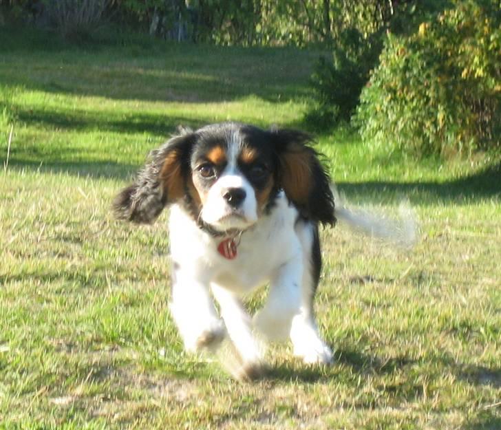 Cavalier king charles spaniel Dina - Yeeha! Ligefrem fartstriber :b billede 1