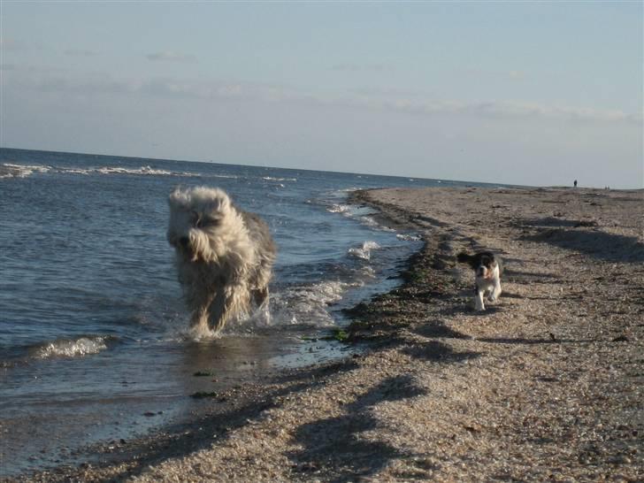 Cavalier king charles spaniel Dina - Amy og Dina får sig en løbetur på stranden billede 2