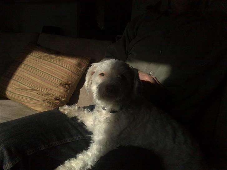 Løwchen Emma / Mille billede 13