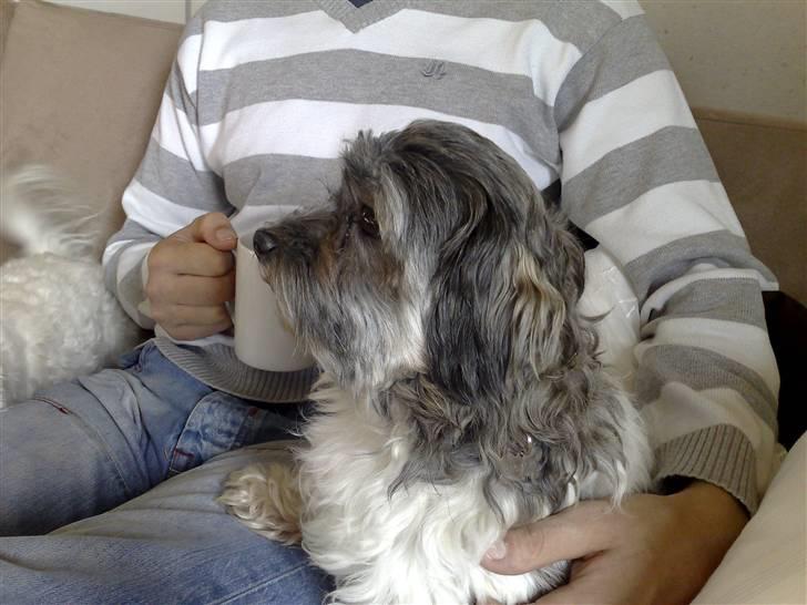 Løwchen Emma / Mille billede 14