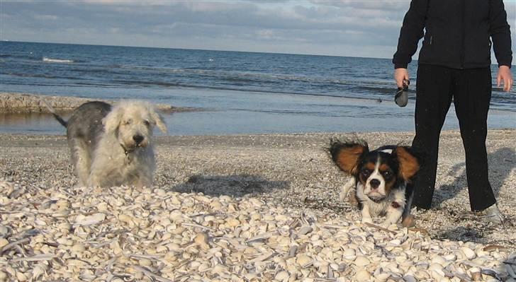 Cavalier king charles spaniel Dina billede 3