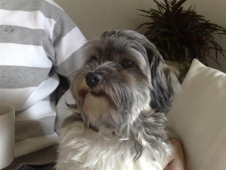 Løwchen Emma / Mille billede 15